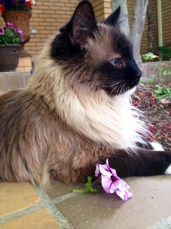 /Images/uploads/Humane Society of Utah/HSUCalendar/entries/662thumb.jpg